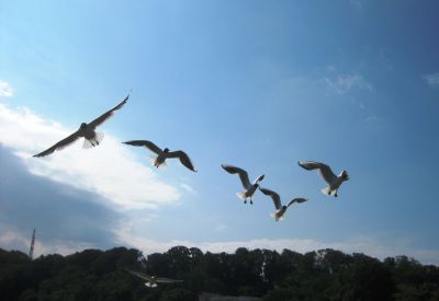 IMG_4921.JPG