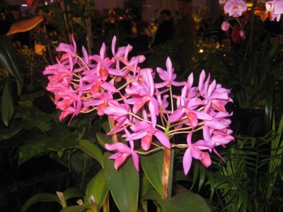 IMG_6267.JPG