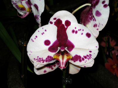 IMG_8002.JPG