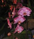 Filename=IMG_6406.JPG
Filesize=334KiB
Dimensions=1680x1934
Date added=Dec 11, 2016 IMG_6406.JPG