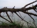 Filename=P5010020-1.jpg
Filesize=94KiB
Dimensions=640x480
Date added=Dec 13, 2016 P5010020-1.jpg