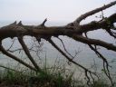 Filename=P5010020.JPG
Filesize=395KiB
Dimensions=2048x1536
Date added=Dec 09, 2016 P5010020.JPG